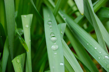 Image showing Water Trops