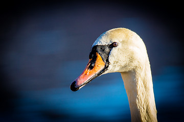 Image showing Mute Swan (Knopsvane)