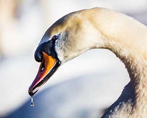 Image showing Mute Swan (Knopsvane)