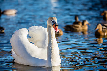 Image showing Mute Swan (Knopsvane)