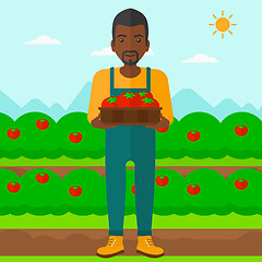 Image showing Farmer collecting tomatos.