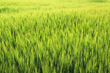 Image showing Background of Green Barley 