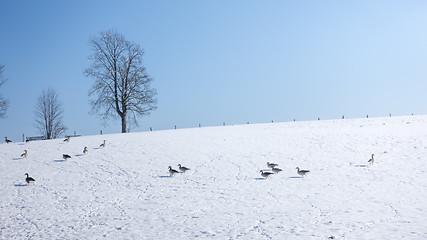 Image showing Geese winter scenery