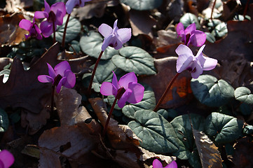 Image showing Spring-Flowering