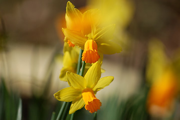 Image showing Spring-flowering