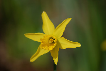 Image showing Narcissus