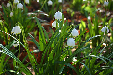 Image showing Snowdrops