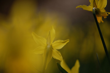 Image showing Spring. Narzissuses