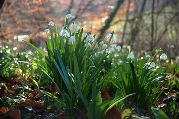 Image showing Galanthus nivalis