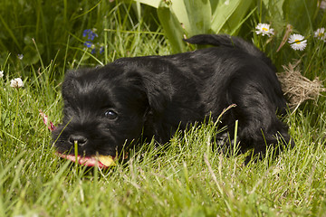 Image showing miniature schnauzer puppy