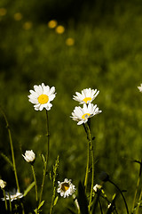 Image showing daisies