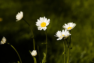 Image showing daisies