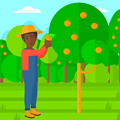 Image showing Farmer collecting oranges.