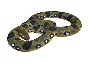 Image showing Green Anaconda on White