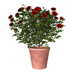 Image showing Red Rose Bush