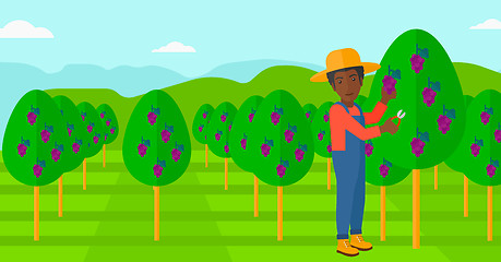 Image showing Farmer collecting grapes.