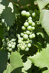 Image showing green grapes