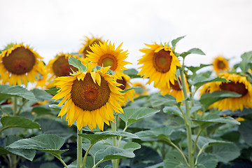 Image showing sunflowers