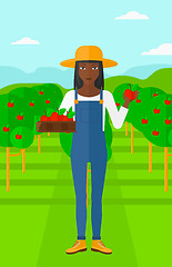 Image showing Farmer collecting apples.