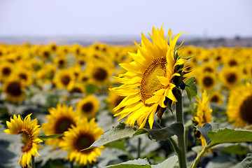 Image showing sunflowers field