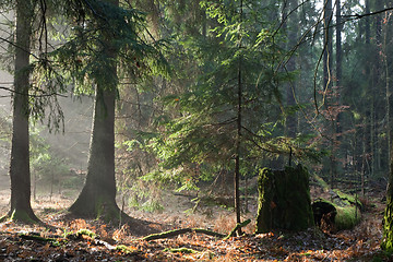 Image showing Misty autumnal coniferous stand