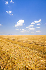 Image showing  grow ripe wheat.