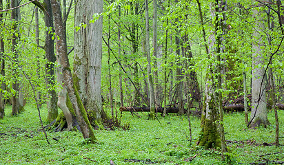 Image showing Springtime linden stand