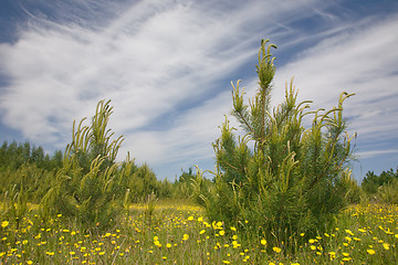 Image showing Young pine tree among grass and yellow flowers