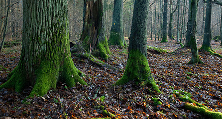 Image showing Misty autumnal mixed stand