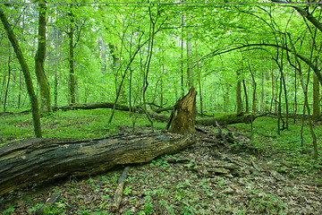 Image showing Natural deciduous forest at spring