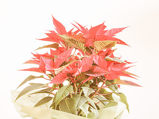 Image showing Retro looking Poinsettia Christmas star