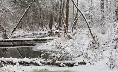 Image showing Snowy riparian forest over river