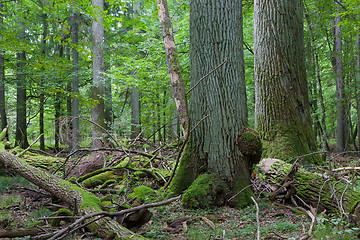 Image showing Two giant old oaks