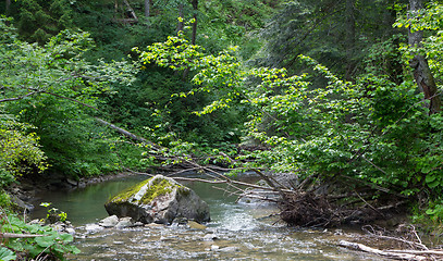 Image showing Peaceful forest stream flow down among stones