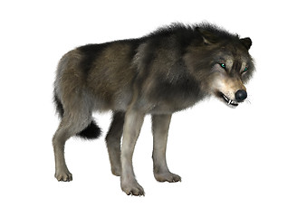 Image showing Wild Wolf on White