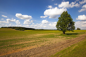 Image showing  field in summer 