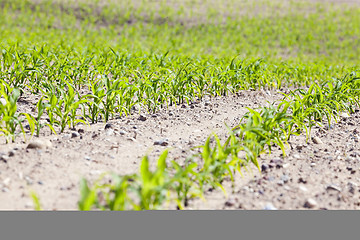 Image showing corn field. close-up  