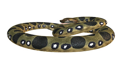 Image showing Green Anaconda on White