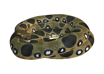 Image showing Green Anaconda on White