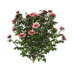Image showing Pink Rose Bush