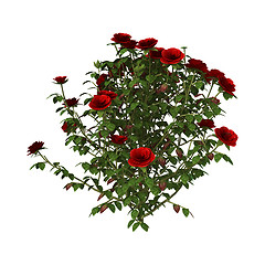 Image showing Red Rose Bush