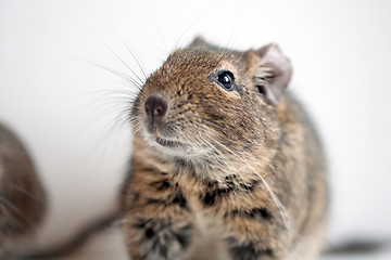 Image showing degu