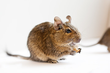 Image showing degu