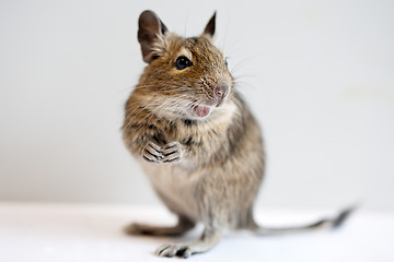 Image showing degu