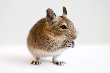 Image showing degu