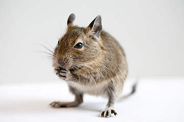 Image showing degu