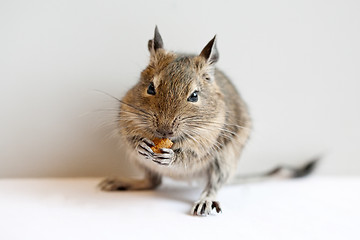 Image showing degu