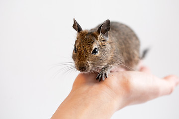 Image showing degu