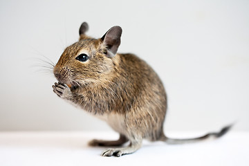 Image showing degu