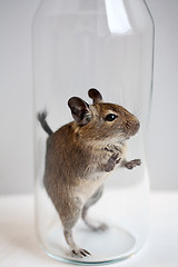 Image showing degu